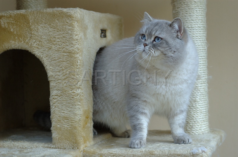 BRITISH SHORTHAIR 013.jpg